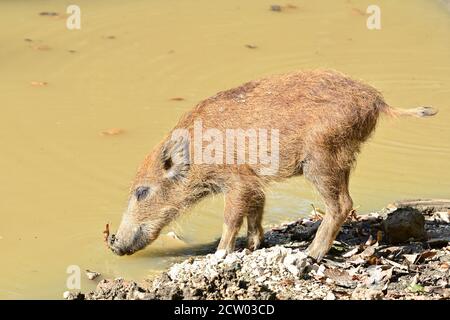 Ernstbrunn, Niederösterreich, Österreich. Junge Wildschweine (Sus scrofa) im Gehege Stockfoto