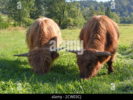 Hochlandkühe weiden auf einer grünen Wiese im ländlichen Polen und zeigen die Schönheit der traditionellen Landwirtschaft und die Harmonie von Vieh und Natur. Stockfoto