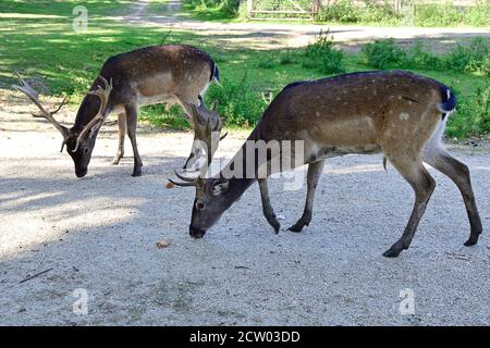 Ernstbrunn, Niederösterreich, Österreich. Sika-Hirsch (Cervus nippon) im Tierpark Stockfoto