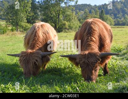 Hochlandkühe weiden auf einer grünen Wiese im ländlichen Polen und zeigen die Schönheit der traditionellen Landwirtschaft und die Harmonie von Vieh und Natur. Stockfoto