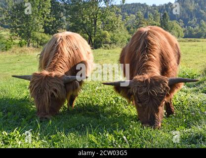 Hochlandkühe weiden auf einer grünen Wiese im ländlichen Polen und zeigen die Schönheit der traditionellen Landwirtschaft und die Harmonie von Vieh und Natur. Stockfoto