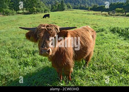 Hochlandkühe weiden auf einer grünen Wiese im ländlichen Polen und zeigen die Schönheit der traditionellen Landwirtschaft und die Harmonie von Vieh und Natur. Stockfoto