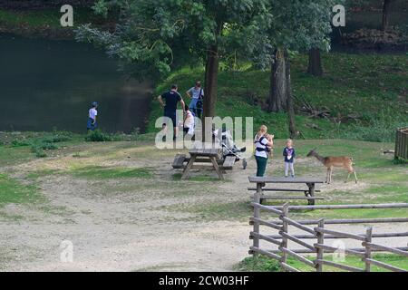 Ernstbrunn, Niederösterreich, Österreich. Besucher im Zoo mit Damhirschen (Dama dama) Stockfoto