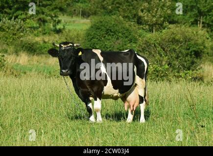 Hochlandkühe weiden auf einer grünen Wiese im ländlichen Polen und zeigen die Schönheit der traditionellen Landwirtschaft und die Harmonie von Vieh und Natur. Stockfoto