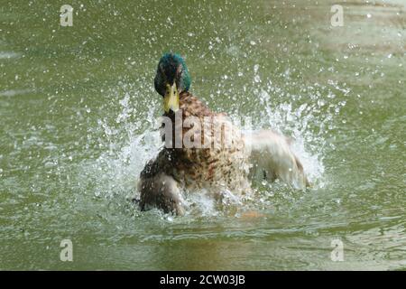 Entenreinigung und Wasserspielen im Hangerweiher Aachen Stockfoto