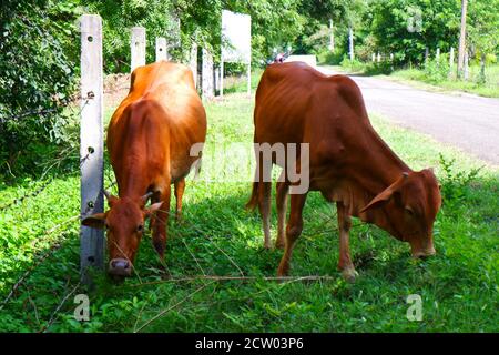 Ein Indianer zwei rote Kühe essen grünes Gras auf der Straße Seite Stockfoto