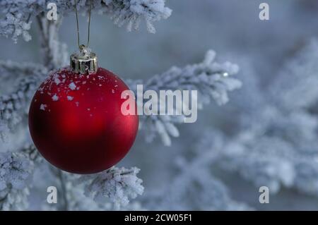 Weihnachtsdekoration Ball mit Schnee und Frost hängen auf Zweig Aus norwegischer Fichte Stockfoto