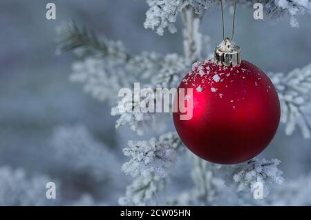 Weihnachtsdekoration Ball mit Schnee und Frost hängen auf Zweig Aus norwegischer Fichte Stockfoto