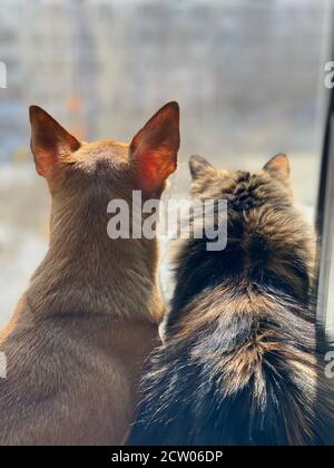 Zwei Freunde fuffy Katze und Hund suchen Stockfoto