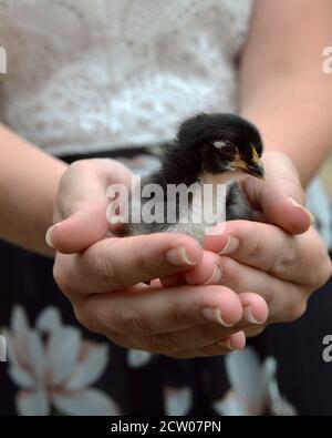 Schöne und niedliche Küken in den Händen Stockfoto