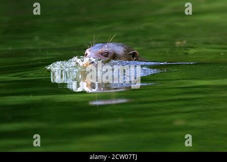 Riesenotter, pteronura brasiliensis, Kopf des Erwachsenen an der Oberfläche, der Madre De Dios Fluss im Manu Reserve in Peru Stockfoto