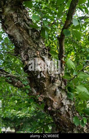Die schälende Rinde einer reifen schwarzen Birke Betula nigra. Stockfoto