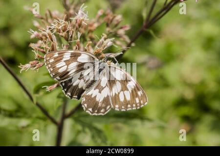 Schmetterling auf dem Rasen Stockfoto