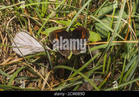 Schmetterling auf dem Rasen Stockfoto