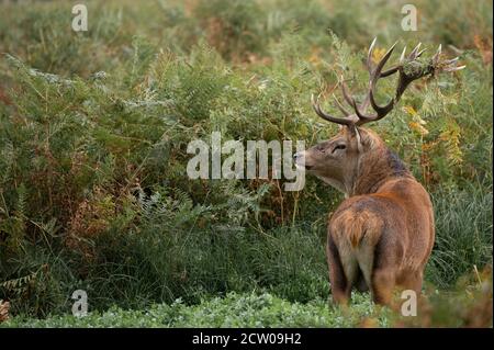 Große Rothirsche auf der Alarm, während Abkühlung In einem Bach während der herbstlichen Brunftzeit Stockfoto