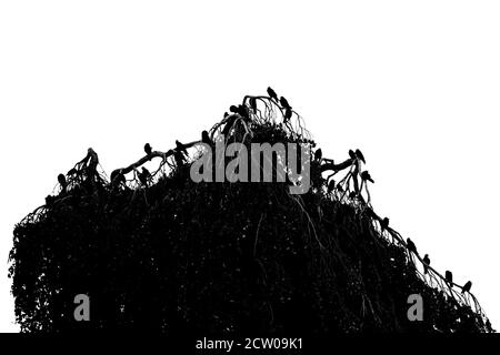 Gruppe von schwarzen Krähen, die nebeneinander sitzen Die Spitze des Baumes Stockfoto