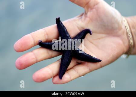 Menschliche Hand hält schwarzen Seesterne - Nahaufnahme Stockfoto