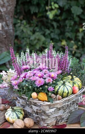 Rosa Chrysantheme und Heidekraut Blume im Korb als Herbstgarten Dekoration Stockfoto