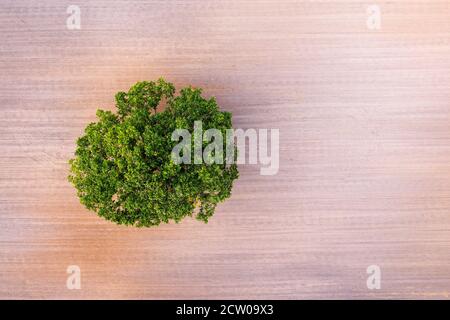 Draufsicht auf einen einunten Baum in der Mitte eines bebauten Feldes, Feld mit Traktorspuren, Kopierraum Stockfoto
