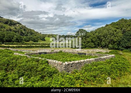 Eine Trockenmauer Schafstall am Ende der Straße auf die Spitze des Tilberthwaite Tal. Fotografiert im Juli an einem sonnigen Sommertag. Lake District. Stockfoto