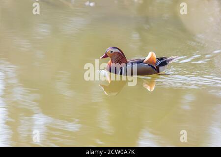 Aix galericulata - Mandarinente - schwimmt auf dem Wasser und seine Farbe spiegelt sich im Wasser wider. Stockfoto