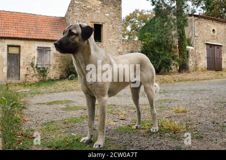 Schöner anatolischer Schäferhund. Dies ist ein Schafhund und eine große Rasse Hund. Stockfoto