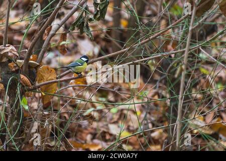 Parus Major sitzt im Winter auf einem Busch Stockfoto