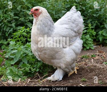 Schöne Brahma Huhn, in einem Hühnerstall oder Hühnerstall Stockfoto