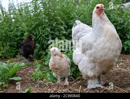 Schöne Brahma Huhn mit ihrem Küken, in einem Hühnerstall oder Hühnerstall Stockfoto