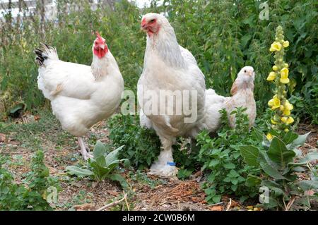 Schöne Brahma Huhn mit ihrem Küken, in einem Hühnerstall oder Hühnerstall Stockfoto