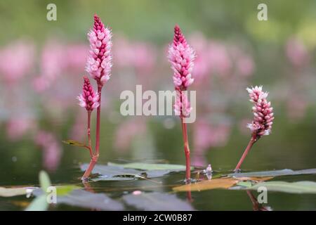 Wassersmartweed (Persicaria amphibia) im Wasser. Stockfoto