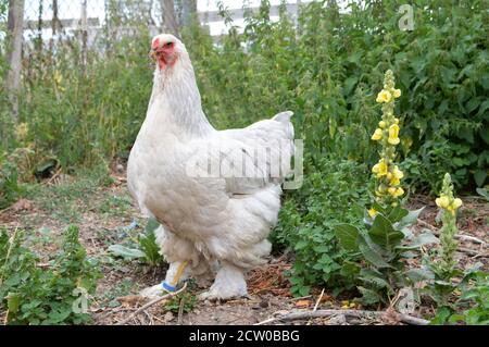 Schöne Brahma Huhn, in einem Hühnerstall oder Hühnerstall Stockfoto