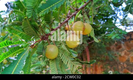 Reife Früchte von Phyllanthus emlica (auch als Emblic, Emblic Myrobalan, Myrobalan, indische Stachelbeere, Malacca oder Amla bekannt) auf Zweig des Baumes. Stockfoto