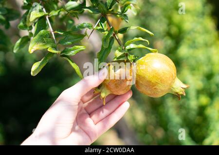 Nicht reife kleine Granatäpfel Früchte auf einem Baumzweig im Garten. Granatäpfel Farm. Unreife Früchte Stockfoto