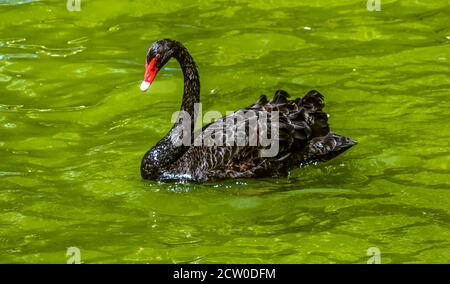 Ein erwachsener langhalsiges Schwarzer Schwan mit roten Augen und Ein roter Schnabel schwimmt auf dem Teich Stockfoto