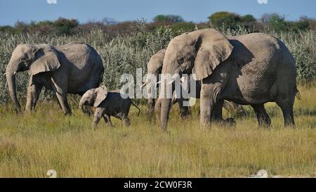 Herde afrikanischer Elefanten (loxodonta) mit einem Baby, das durch Grasland in der Kalahari Wüste, Etosha Nationalpark, Namibia, Afrika, geht. Stockfoto