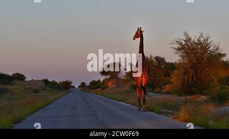 Einsame angolanische Giraffe (Giraffa camelopardalis angolensis, namibische Giraffe) auf einer Straße im Abendlicht im Etosha Nationalpark, Namibia. Stockfoto