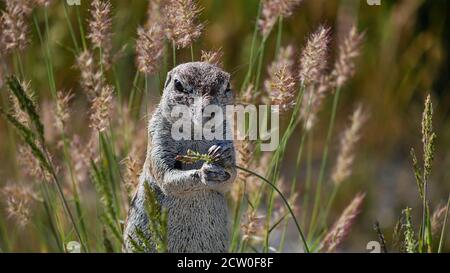 Nahaufnahme von vorne, mit einem kleinen Eichhörnchen (xerus inauris), das im Etosha National Park, Namibia, nach einem Grashalm schnappt. Stockfoto