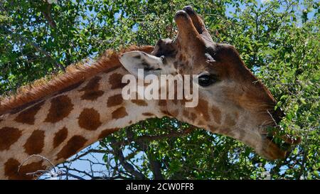 Nahaufnahme einer grasenden angolanischen Giraffe (Giraffa camelopardalis angolensis, namibische Giraffe) mit Baum und Blättern im Etosha Nationalpark. Stockfoto