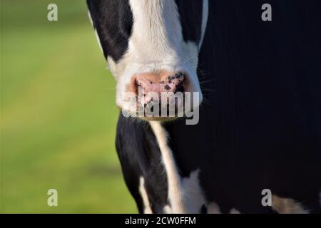 Eine Nahaufnahme der Nase eines schwarzen und Weiße Kuh Stockfoto