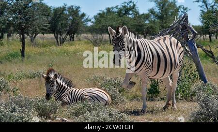 Zwei gestreifte Zebras (equus quagga, gewöhnliches Zebra), das junge Zebra, das auf dem Boden liegt, in der Kalahari Wüste, Etosha Nationalpark, Namibia. Stockfoto