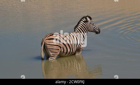 Single Plains Zebra (equus quagga, gemeines Zebra) erfrischt sich in einem Wasserloch während der Mittagshitze im Etosha National Park, Namibia. Stockfoto