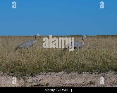 Zwei blaue Kraniche (Grus paradisea, stanley Kran, Paradise Crane), die durch hohes Gras in der Kalahari Wüste, Etosha Nationalpark, Namibia, Afrika wandern. Stockfoto