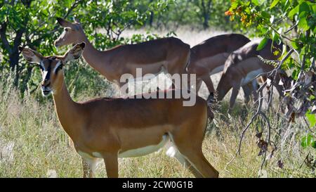 Seitenansicht eines einzelnen schwarzen Impalas (Aepyceros melampus) mit braunem Fell und weißem Bauch auf einer Wiese mit Büschen im Etosha National Park, Namibia. Stockfoto