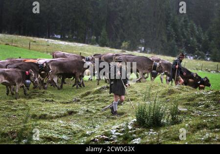 Bad Hindelang, Deutschland. September 2020. Ein Hirte treibt seine Tiere über eine Wiese im Ostrachtal, wenn er das Vieh schneidet. Quelle: Karl-Josef Hildenbrand/dpa/Alamy Live News Stockfoto