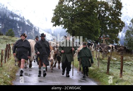 Bad Hindelang, Deutschland. September 2020. Hirten laufen vor ihren Tieren bei der Viehtrennung im Ostrachtal. Quelle: Karl-Josef Hildenbrand/dpa/Alamy Live News Stockfoto