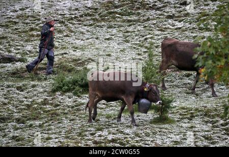 Bad Hindelang, Deutschland. September 2020. Ein Hirte treibt seine Tiere über eine Wiese im Ostrachtal, wenn er das Vieh schneidet. Quelle: Karl-Josef Hildenbrand/dpa/Alamy Live News Stockfoto