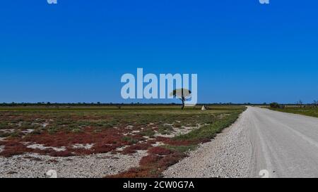 Einstehende Akazienbäume auf Grasland mit Termitenhügel neben der Schotterstraße zwischen Namutoni und Halali Camps im Etosha Nationalpark. Stockfoto