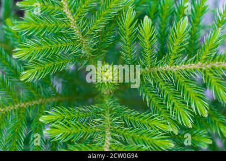 Immergrüne Blatttriebe, grün und frisch. Grüne Kiefernblätter Natur Hintergrund, flache Tiefe des Feldes Stockfoto