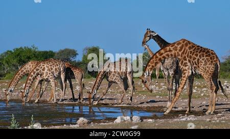 Herde von angolanischen Giraffen (giraffa camelopardalis angolensis) Trinkwasser mit gespreizten Beinen am Namutoni Wasserloch im Etosha Nationalpark, Namibia. Stockfoto